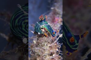 A rainbow of sea life underwater 🌈 #Shorts #Animals #IndoPacific #Wildlife