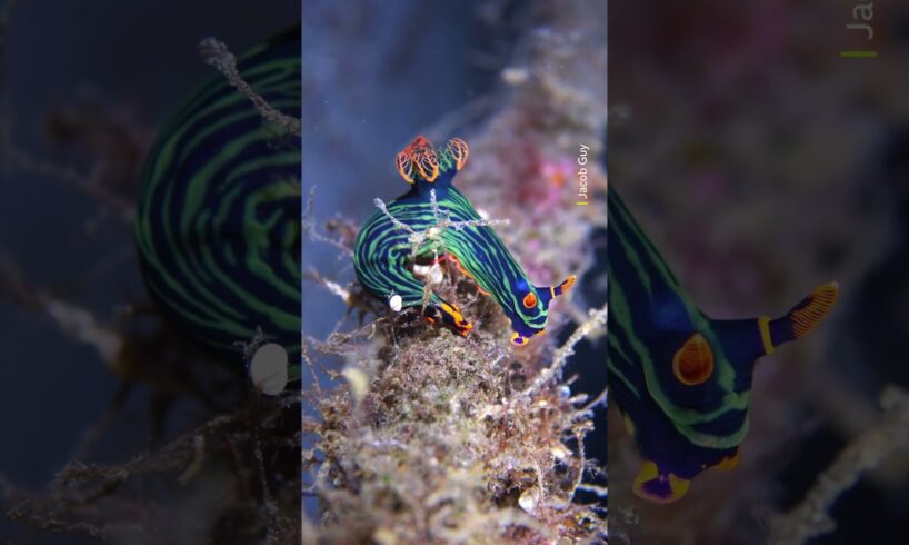 A rainbow of sea life underwater 🌈 #Shorts #Animals #IndoPacific #Wildlife