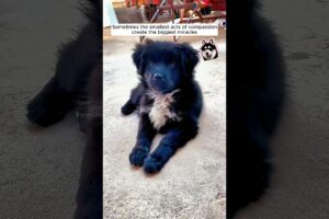 A woman rescued an abandoned puppy from a trash bin and adopted him