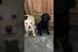 Adorable Puppy Poses That Will Melt Your Heart 🐶📸 Cute Puppy Moments Ever! #CutePuppies #PuppyLove