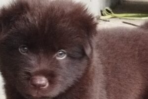 Adorable Reddish-Brown Puppies Playing – Cutest Puppy Moments Ever! 🐶💕