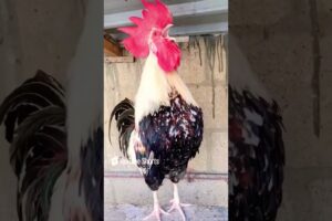 Adorable Rooster Crowing Sounds | Amazing Rooster Crowing Loudly 🐓 #shorts #chicken #animals