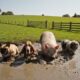 Ai Farm Animals playing in the mud and another ninja pig comes out of the mud 😅🤷‍♂️♥️