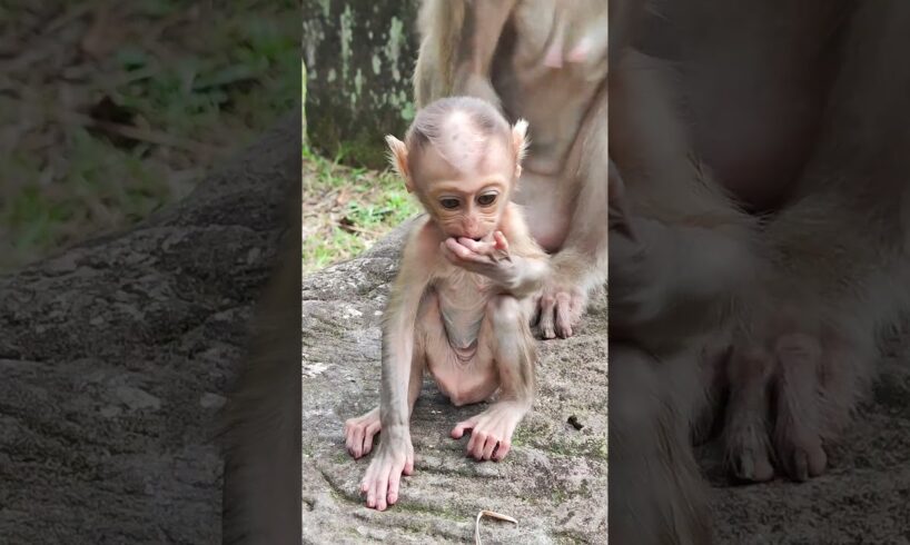 All baby monkey playing funny  #shorts #babyanimal #cute #animals #monkeys #funny #baby #funnymonkey