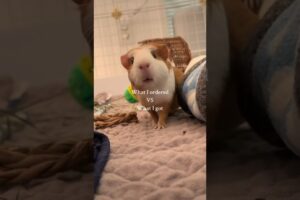 Amazon what I ordered vs what I got #guineapig #shorts #fyp