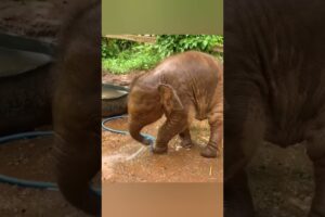 An adorable baby elephant's time playing with a water pipe 😍 #babyelephant #funnyelephant #shorts