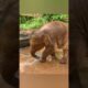An adorable baby elephant's time playing with a water pipe 😍 #babyelephant #funnyelephant #shorts