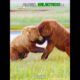 Animal Fights ☠️#edit #animals #viralvideo