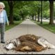 Animal Rescue: Husky Mother Rescued From Bees Nest All Over Her Body