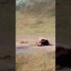 Animal fighting power competition between lion and sword sheep. Confusing behavior of animals. Clos