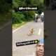 Animal fights 😱 #wildanimals #animals #wildlife #wildrift #wildlifephotography #reactionvideo ￼