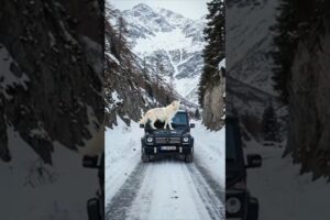 Animal warning to humans #dogs #rescue #animals #wolf
