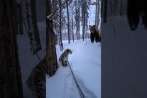 Animals' Helping Animals | Grizzly Bear Saves a Snow Leopard Cub! #animals #rescue #animalrescue