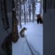 Animals' Helping Animals | Grizzly Bear Saves a Snow Leopard Cub! #animals #rescue #animalrescue