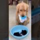 Apne maalik ki itni chinta #animal #animalrescue #animallover #rescue #dog