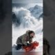 Baby Animals Playing in Snow #shorts #animals #ytshorts