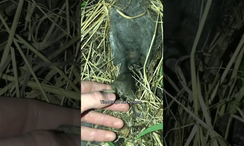 Baby Bunny Rescue!