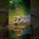 Baby Monkey's Playing in Crocodile's Mouth #shorts #shortsfeed #animals
