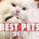 Best Pets of the Week | Funny Pet Videos 2020