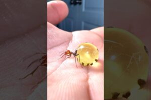 Big mistake!! Moving honeypot ants
