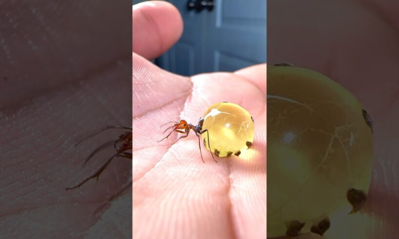 Big mistake!! Moving honeypot ants