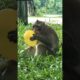 Big monkeys play balloons🎈😂 #monkey  #wildlife  #animals #monkeylove #pets #funny