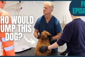 Bin Workers Find Bloated Dog in Woods — Vet Rushes to Save Her! | Rescue Vet with Dr Scott Miller