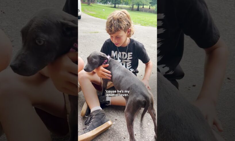 Boy Begs His Mom To Keep The Dog They Rescued From The Street | The Dodo
