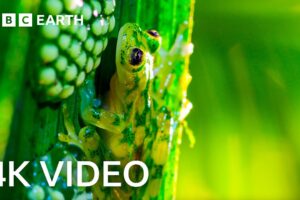 Breathtaking Nature in 4K | BBC Earth