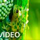 Breathtaking Nature in 4K | BBC Earth