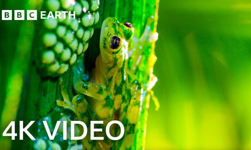 Breathtaking Nature in 4K | BBC Earth