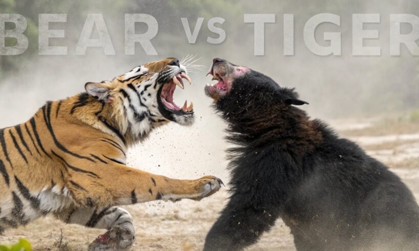 Brutal Animal Fights Caught on Camera – You Won’t Believe #3