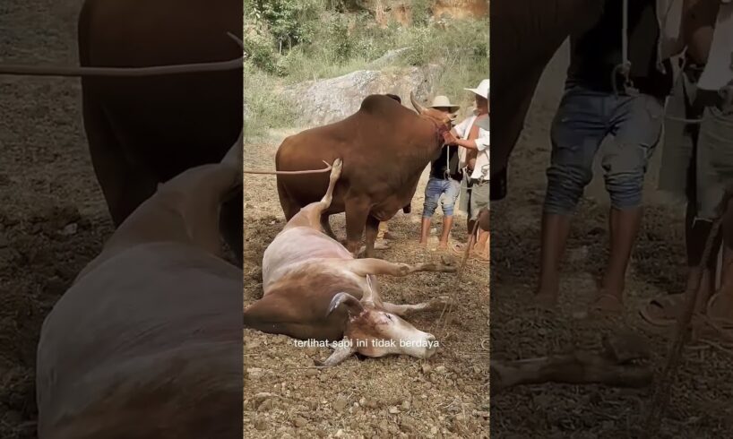 Brutal Bull Fight! Moment a Bull Dies After Being Gored by Rival Hornsanimal moment