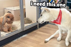 Buying this Rescue Dog Everything She Touches
