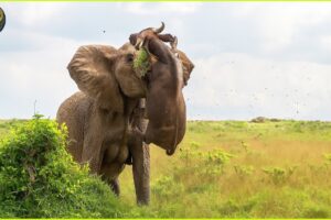 CRAZIEST Animal Fights of All Time Ever Caught On Camera | Animal Fights