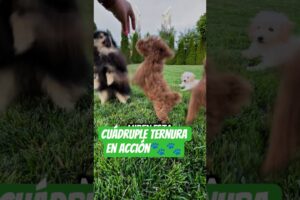 CUATRO PERRITOS MUY TIERNOS 🐾🐾