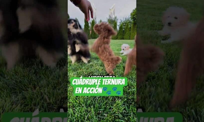 CUATRO PERRITOS MUY TIERNOS 🐾🐾