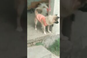 CUTE PUPPIES WANT TO CATCH CHICKENS 🤣