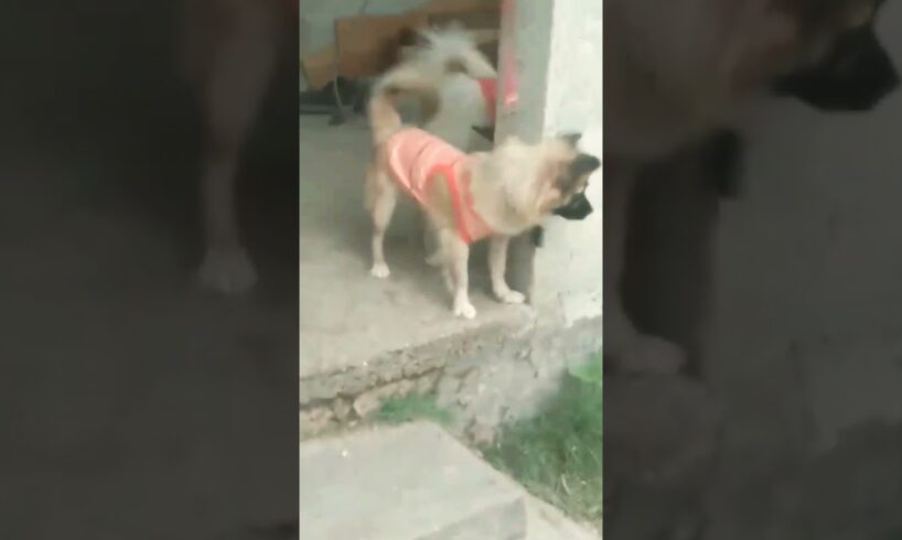CUTE PUPPIES WANT TO CATCH CHICKENS 🤣