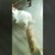 CUTE PUPPIES | #shorts