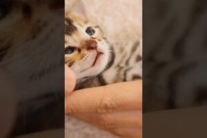 CUTENESS OVERLOAD! ๐ป๐ถ๐ฐ Baby Animals Playing Will MELT Your Heart! ๐ฅฐ#babycat #babyanimals