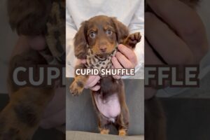 CUTEST CUPID SHUFFLE #minidachshund #dachshundpuppy #puppy #dachshund #cutepuppy #cutedog #subscribe