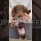 CUTEST CUPID SHUFFLE #minidachshund #dachshundpuppy #puppy #dachshund #cutepuppy #cutedog #subscribe