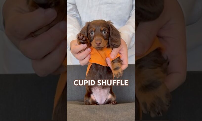 CUTEST CUPID SHUFFLE #minidachshund #dachshundpuppy #puppy #dance #dachshund #cutedog #cutepuppy