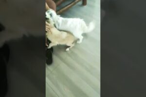 CUTEST PUPPIES |#shorts