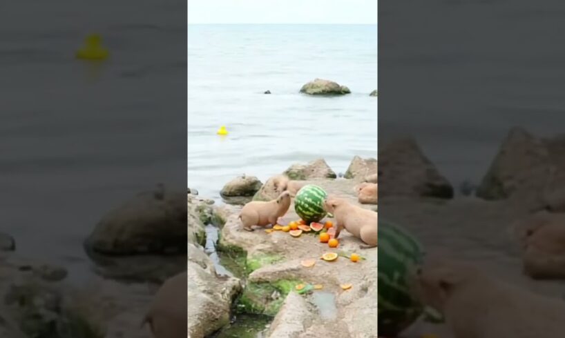 Capybaras playing on the beach #capybara #ai #animals #cute #funny