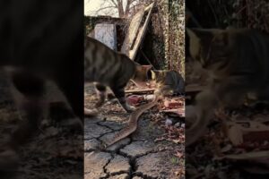 Cat Family Fight Against The Rattlesnake | Wild Animals Fight Nature in Wild