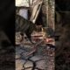 Cat Family Fight Against The Rattlesnake | Wild Animals Fight Nature in Wild