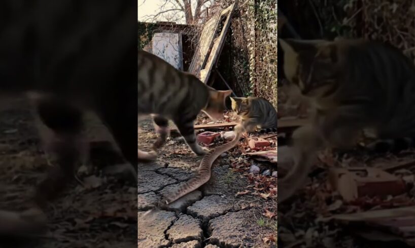 Cat Family Fight Against The Rattlesnake | Wild Animals Fight Nature in Wild