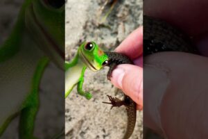 Catching CUTE Lizards With My Bare Hands! #shorts